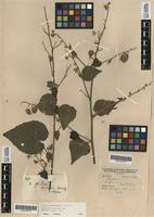 Syntype of Abutilon divaricatum Turcz. [family MALVACEAE]
