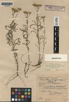 Holotype of Achillea birjuczensis Klokov ex Kondr. [family ASTERACEAE]