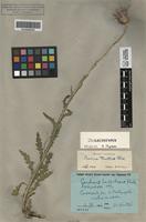 Isolectotype of Carduus tauricus Klokov [family ASTERACEAE]