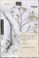 Holotype of Centaurea pseudoleucolepis Kleopow [family COMPOSITAE]
