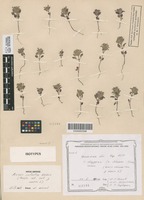 Isotype of Acinos infectus Klokov [family LAMIACEAE]