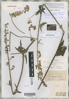 Holotype of Aconitum rogoviczii Wissjul. [family RANUNCULACEAE]
