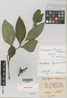 Paratype of Symphytum popovii Dobrocz. [family BORAGINACEAE]