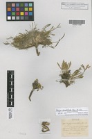 Isolectotype of Parrya pinnatifida Kar. & Kir. [family CRUCIFERAE]
