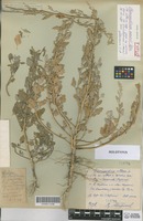 Holotype of Chenopodium zerovii Iljin [family CHENOPODIACEAE]