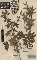 Original material of Abelia biflora Turcz. [family CAPRIFOLIACEAE]