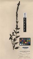 Holotype of Stachytarpheta bracteosa Turcz. [family VERBENACEAE]