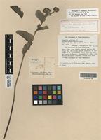 Holotype of Waltheria boliviensis Turcz. [family STERCULIACEAE]