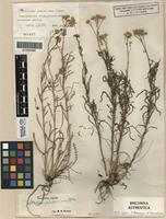 Original material of Achillea glaberrima Klokov [family ASTERACEAE]