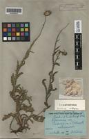 Isolectotype of Carduus tauricus Klokov [family ASTERACEAE]