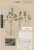 Neotype of Acinos schizodontus Klokov [family LAMIACEAE]