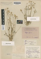 Lectotype of Holosteum syvaschicum Kleopow [family CARYOPHYLLACEAE]