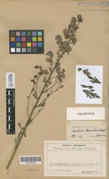 Lectotype of Aconitum odontandrum Wissjul. [family RANUNCULACEAE]