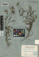 Lectotype of Achillea inundata Kondr. [family ASTERACEAE]