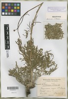 Holotype of Centaurea taliewii Kleopow [family COMPOSITAE]