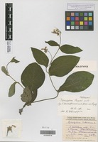 Holotype of Symphytum popovii Dobrocz. [family BORAGINACEAE]