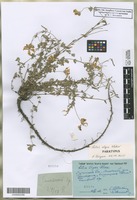 Paratype of Lotus olgae Klokov [family FABACEAE]