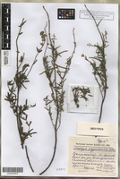 Isotype of Stachys krynkensis Kotov [family LAMIACEAE]