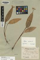 Isolectotype of Allium ursinum L. subsp. ucrainicum Kleopow & Oxner [family ALLIACEAE]