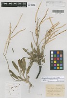 Isolectotype of Parrya stenocarpa Kar. & Kir. [family CRUCIFERAE]
