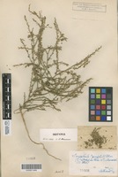 Isotype of Corispermum czernjaevii Klokov [family CHENOPODIACEAE]