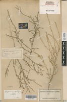 Holotype of Corispermum hybridum Besser ex Andrz. [family CHENOPODIACEAE]