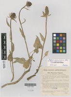Isolectotype of Phyteuma vagneri A.Kern [family CAMPANULACEAE]