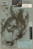 Isolectotype of Achillea inundata Kondr. [family ASTERACEAE]