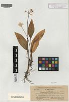 Isolectotype of Allium ursinum L. subsp. ucrainicum Kleopow & Oxner [family ALLIACEAE]