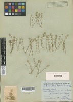 Neotype of Scleranthus syvaschicus Kleopow [family ILLECEBRACEAE]
