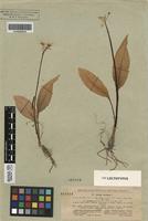 Isolectotype of Allium ursinum L. subsp. ucrainicum Kleopow & Oxner [family ALLIACEAE]