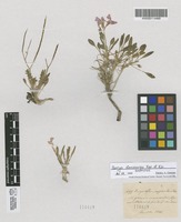 Syntype of Parrya stenocarpa Kar. & Kir. [family CRUCIFERAE]