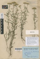 Isotype of Achillea x tzvelevii Mosyakin [family COMPOSITAE]