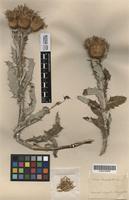 Holotype of Carduus leucophyllus Turcz. [family ASTERACEAE]