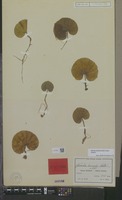 Isoneotype of Nervilia humilis Schltr. [family ORCHIDACEAE]