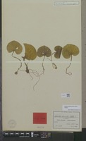 Isoneotype of Nervilia humilis Schltr. [family ORCHIDACEAE]
