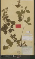 Lectotype of Rubus infestus Hartm. microg holochlous Sudre [family ROSACEAE]