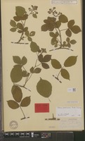 Lectotype of Rubus infestus Hartm. microg holochlous Sudre [family ROSACEAE]