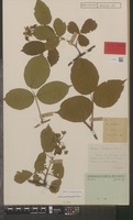 Lectotype of Rubus pallidus Sudre var. pseudoerubescens Sudre [family ROSACEAE]