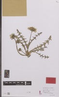 Isotype of Taraxacum nitidum Hagend., Soest & Zevenb. [family COMPOSITAE]