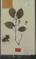Isotype of Banisteriopsis inebrians Morton [family MALPIGHIACEAE]