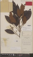 Holotype of Guioa misimaensis Welzen [family SAPINDACEAE]