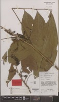 Isotype of Lecaniodiscus punctatus J.B.Hall [family SAPINDACEAE]
