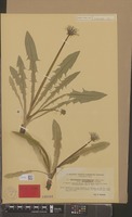 Isolectotype of Taraxacum jemtlandicum Dahlst. [family COMPOSITAE]