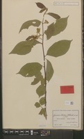 Isotype of Grewia stolzii Ulbr. [family TILIACEAE]