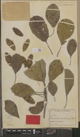 Isolectotype of Terminalia superba Engl. & Diels [family COMBRETACEAE]