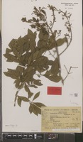 Paratype of Terminalia reitzii Exell [family COMBRETACEAE]