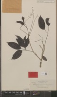 Isotype of Schefflera urdanetensis Elmer [family ARALIACEAE]