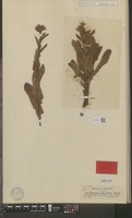 Isotype of Alepidea peduncularis Steud. ex A.Rich. [family UMBELLIFERAE]