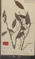Type of Diospyros simaloerensis Bakh. [family EBENACEAE]